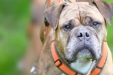 Sturkopf mit Herz: Bekommt Hunde-Opi Viet noch eine Chance?