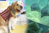 Frau bleibt der Mund offen stehen, als sie sieht, wie Delfine auf ihren Golden Retriever reagieren