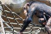 Aufregung im Zoo Leipzig nach Schimpansen-Geburt: 