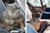 American Bulldog und Chihuahua zeugen Welpen: Das "Ergebnis" überrascht so viele