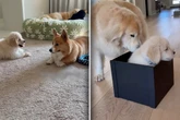 Golden Retriever und Corgi treffen auf Welpen: Gegensätzliche Reaktionen lassen Lachtränen fließen
