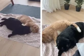 Ein Herz und eine Seele: Verschmuste Katzen werden zu viralen Stars