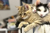 Süße Rasselbande sucht ein neues Zuhause: Was wird aus Katzen-Papa M&#039;aiq und seinen Adoptiv-Kids?