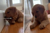 Junger Golden Retriever trifft auf Tür-Stopper: Seine Reaktion ist süß und urkomisch