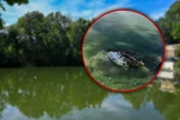 Fischsterben im Carolasee: Jetzt wird vor dem Wasser gewarnt