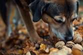 Gesunder Snack oder pures Gift - Dürfen Hunde Walnüsse fressen?