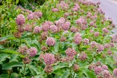 Hast Du Papageienpflanzen im Garten? Darum ist die Seidenpflanze verboten