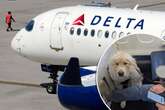 Flugpassagier stinksauer, weil er Sitz in erster Klasse abgeben muss - für einen Hund!