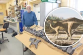 Rückensegel macht ihn einzigartig: Forscher entdecken neue Dino-Art