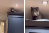 Katze will nicht mehr vom Kühlschrank runter: Mit ihrer Lösung machen die Besitzer alles noch schlimmer