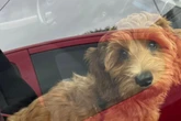 Frau lässt Hund bei ihren Eltern: Als die ihr später Fotos senden, traut sie ihren Augen kaum