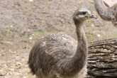 Nandu-Küken im Zoo Leipzig plötzlich Einzelkind: "Eins hat es nicht geschafft"