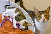Katze hat nur einen Wunsch: Findet "Feta" ihr Happy End?