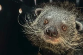 Nachwuchs im Tierpark riecht nach Popcorn und hat diesen prominenten Paten