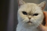 Sie will nicht im Tierheim sterben: Gibt es ein Happy End für Katze Uhu?