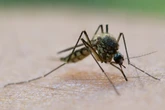 Ziehen Anti-Mückensprays die Blutsauger jetzt etwa an? Neues Experiment gibt Grund zur Sorge