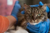 Sturz aus über 100 Metern Höhe: Katze überlebt wie durch ein Wunder, ihre Besitzer sterben