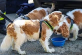 Tierrettung im Erzgebirge: Hunde gnadenloser Hitze ausgesetzt
