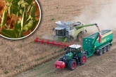 In drei Stunden vom Feld in den Frost: Erntezeit in Deutschlands Erbsen-Hochburg