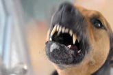 Leine reißt beim Gassigehen: Hundebesitzer nutzt Pfefferspray gegen aggressiven Vierbeiner