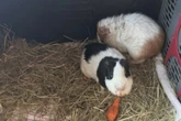 Nur knapp dem Tod entkommen: Unbekannte setzen Meerschweinchen aus, wer kann helfen?