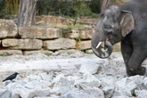 Stoßzahn bei Leipziger Elefant abgebrochen: "Da passieren halt manchmal Unfälle"