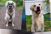 Golden Retriever ist ein wahres Pulverfass: Darf James das Tierheim jemals verlassen?