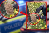 Polizeibeamte werden für kleinen Igel zum Retter in der Not