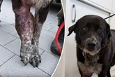Tragisches Schicksal: Besitzerin lässt Hund mit riesigem Tumor nicht behandeln