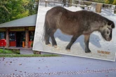 Einbrecher quälten Pony Moni (†34): Tierschützer setzen Kopfgeld aus