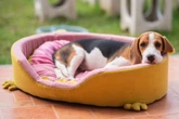Schluss mit Flecken, Flöhen und Mief: So lässt sich ein Hundebett waschen