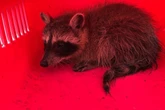 Polizei im Einsatz: Waschbär-Baby auf sächsischer Straße gefunden