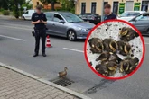 Tierisch süßer Rettungseinsatz der Polizei: Ente gut, alles gut ...