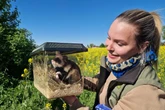 Zoo Leipzig lässt Tiere auf sächsischem Acker frei