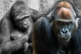 Leipziger Gorilla-Boss trauert um Lieblingsfrau: "Der hat ganz viel geweint"