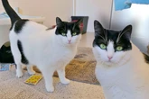 Beim Anblick dieser Katze ist Tierschützern klar: "Tiffany ist…"