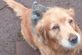 Mann traut seinen Augen nicht, als er sieht, wer da auf seinem Golden Retriever reitet