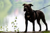Jeder Zweite hat Angst vor Hunden: Müssen Parks getrennt genutzt werden?