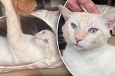 Bildschöner Kater sucht neues Zuhause: Doch Interessenten sollten eines wissen