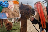 Alpaka-Besuch in der Kita: Dresdner Influencerin macht Kindern eine Freude