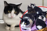 Herzlos ausgesetzt: Tierheim bittet um Hilfe für Katzenfamilie