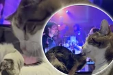 Blinde Katze denkt, Hundewelpe sei ihr Baby
