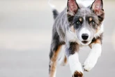 Frei laufender Collie auf der A66: Polizei sperrt Autobahn