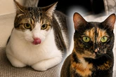 Katzenpaar ergänzt sich perfekt: Finden Hansi und Nanni ihr Happy End?