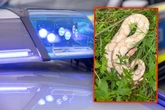 Königspython im Wald entdeckt: Polizei rückt aus, doch Schlange will fliehen