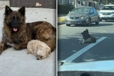 Hunde sitzen mitten auf Straße: Was Retterin dann herausfindet, hat sie nicht erwartet