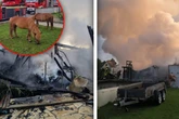 Verheerender Schuppen-Brand: Pferde in Gefahr, eine Person verletzt
