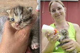 Gesetzeslücke im Freistaat: So elendig geht es Sachsens Streunerkatzen