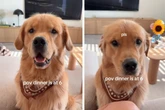Golden Retriever hat Hunger: Was sein Frauchen dann sagt, lässt den süßen Hund traurig zurück