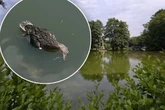 Mysteriöses Entensterben in Sachsen: Was ist hier los?